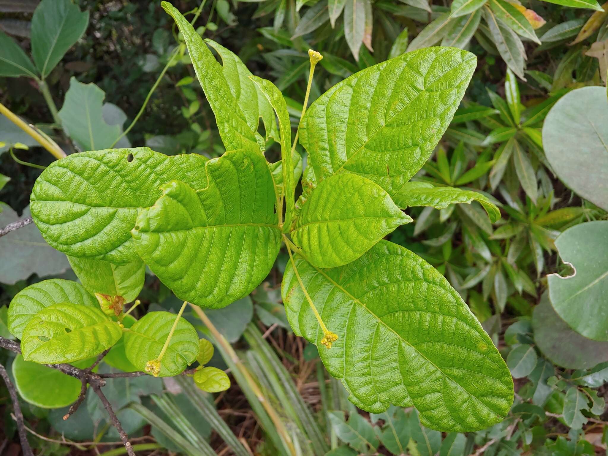 Image de Guettarda ovalifolia Urb.