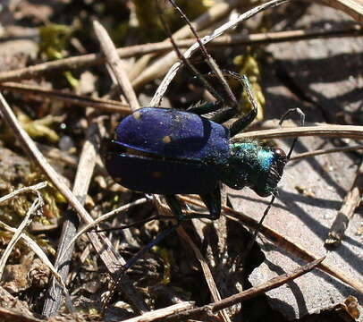 Image of Green tiger beetle