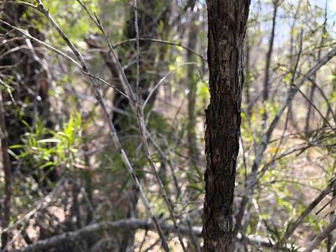 صورة Callistemon formosus S. T. Blake