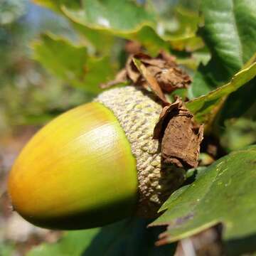 Imagem de Quercus lusitanica Lam.