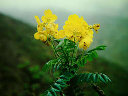 Image of Senna paposana