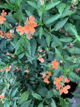 Image of Crossandra infundibuliformis (L.) Nees