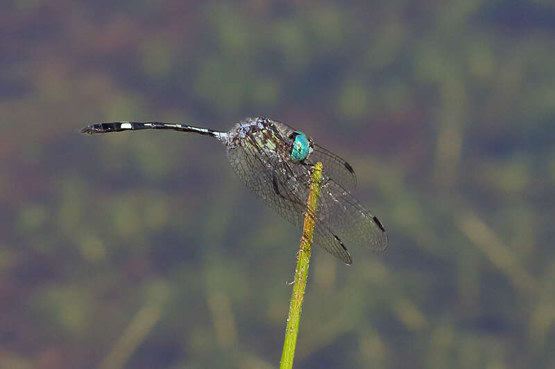 Image of Micrathyria catenata Calvert 1909