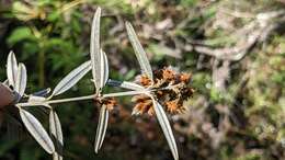 Image of Oxylobium arborescens R. Br.