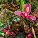Image of Maxillaria dressleriana Carnevali & J. T. Atwood