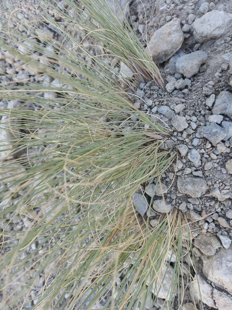 Image of Festuca rupicola Heuff.