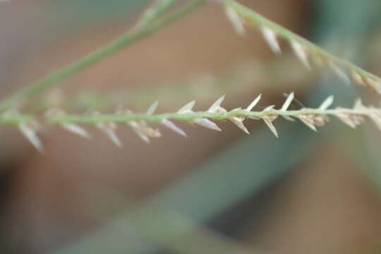 Слика од Leptochloa panicea (Retz.) Ohwi