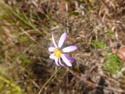 Imagem de Ionactis linariifolia (L.) Greene