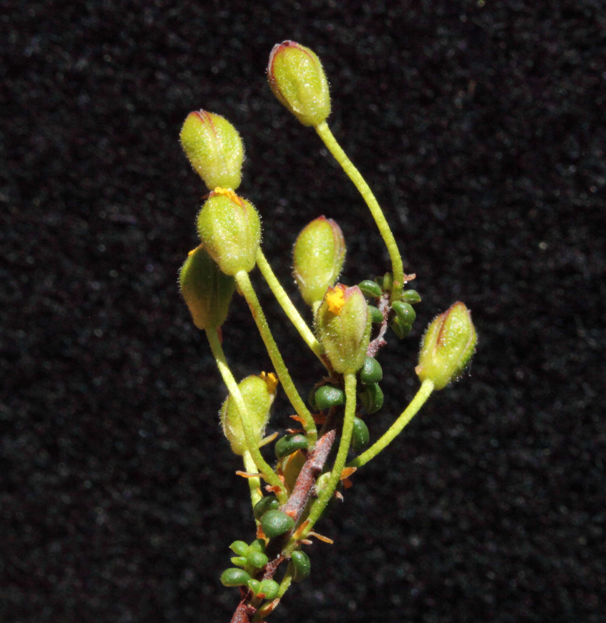 Image of Hibbertia microphylla Steud.