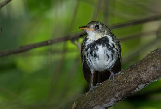 Imagem de Corythopis Sundevall 1836