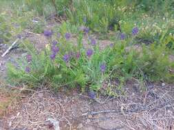 Image de Oxytropis sylvatica (Pall.) DC.