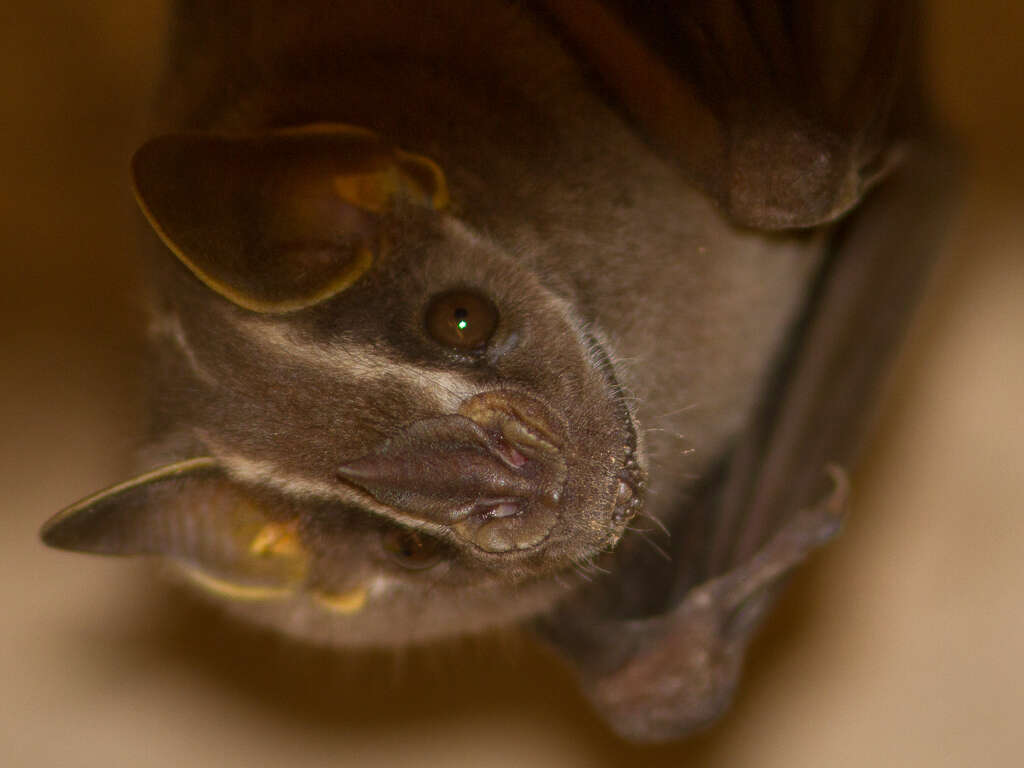 Image of white-lined broad-nosed bat