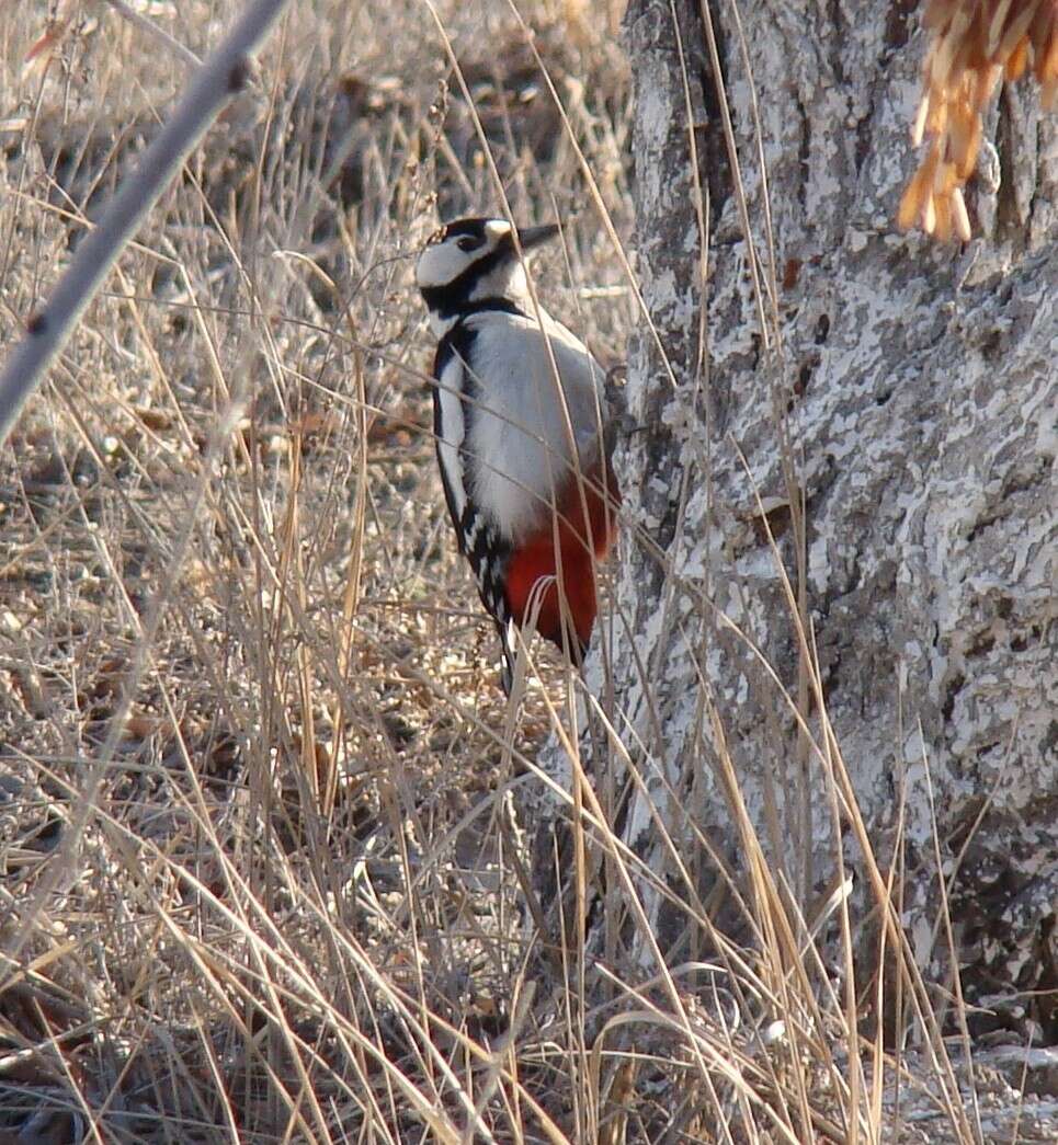 Image of White-winged Woodpecker