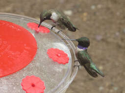 Image of Black-chinned Hummingbird