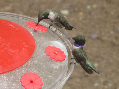 Image of Black-chinned Hummingbird