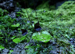 Image of Big red spider orchid