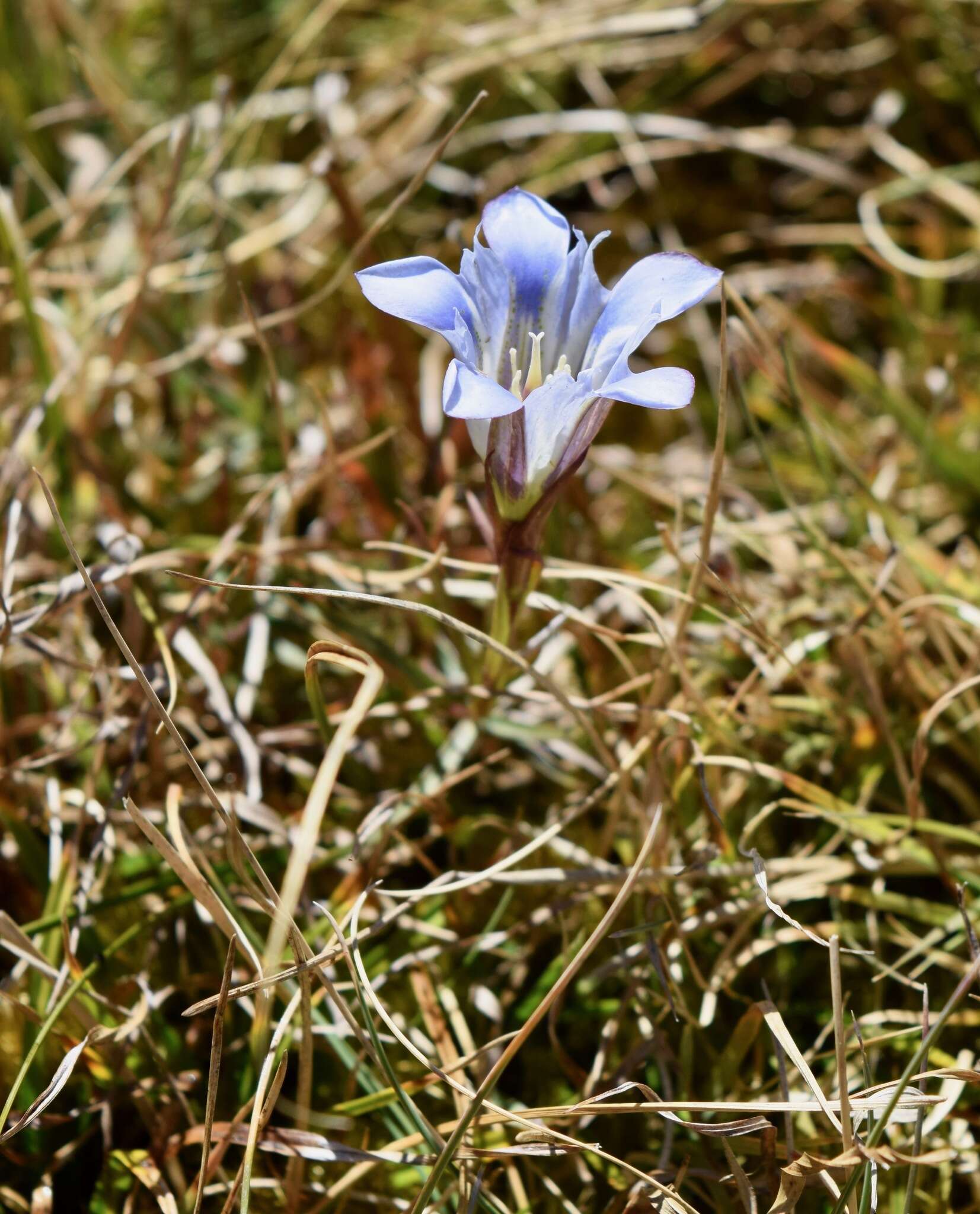 Image of Gentiana bicuspidata (G. Don) Briquet