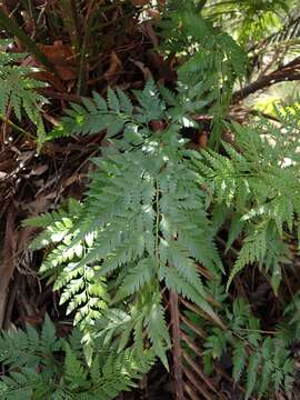 Image of Davallia pyxidata Cav.