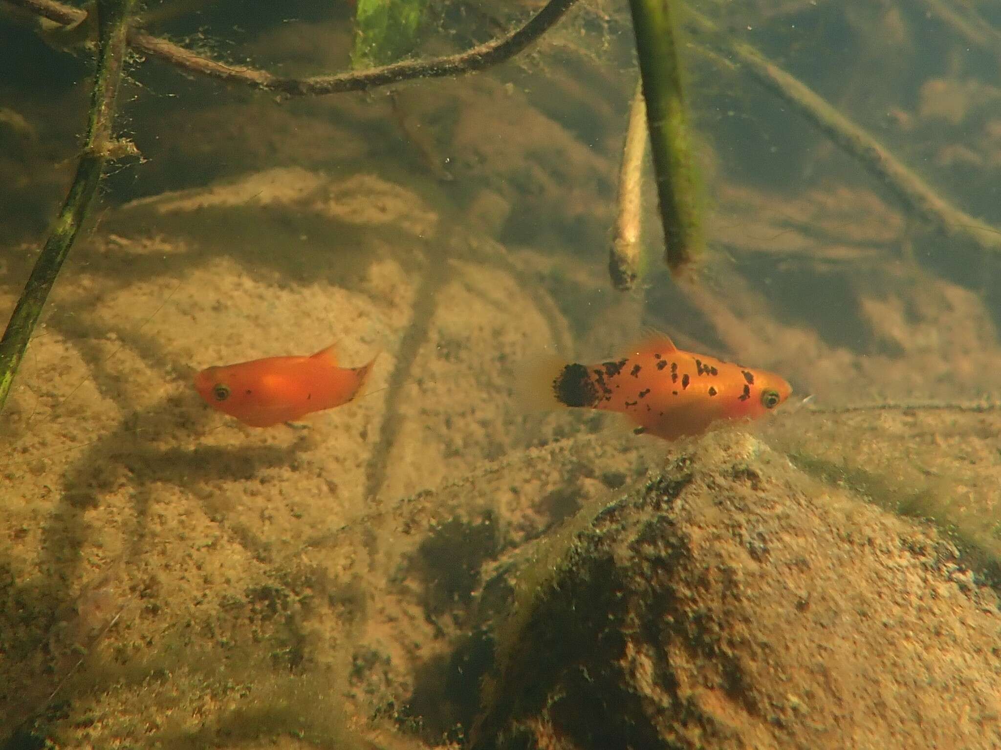 Image of Southern platyfish