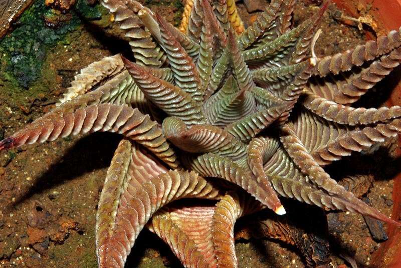 Image of Haworthiopsis limifolia (Marloth) G. D. Rowley