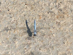 Image of Southern Skimmer