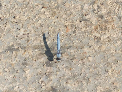 Image of Southern Skimmer