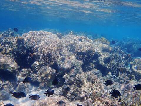 Image of Acanthochromis