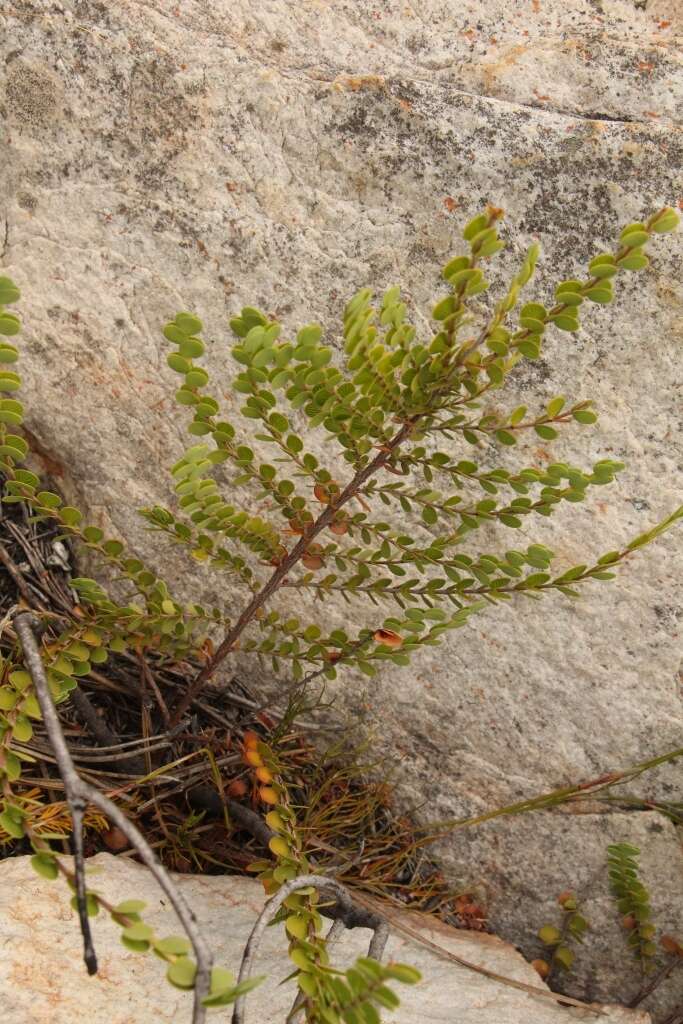 Image of Cliffortia pulchella var. pulchella