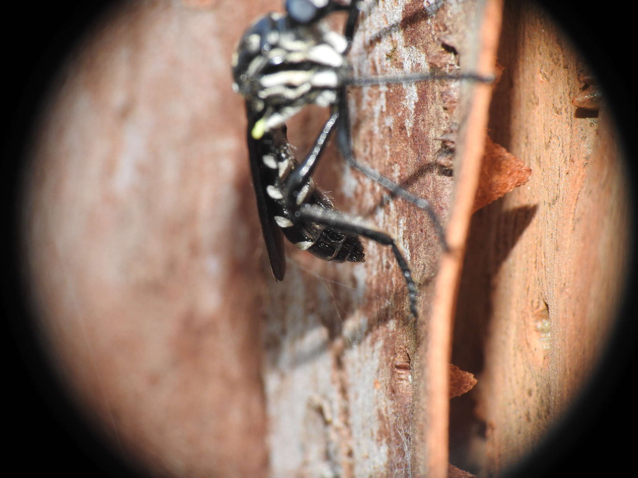 Image of Chryseutria nigrina Hardy 1928