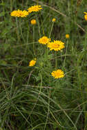 Image of Dyer's Chamomile