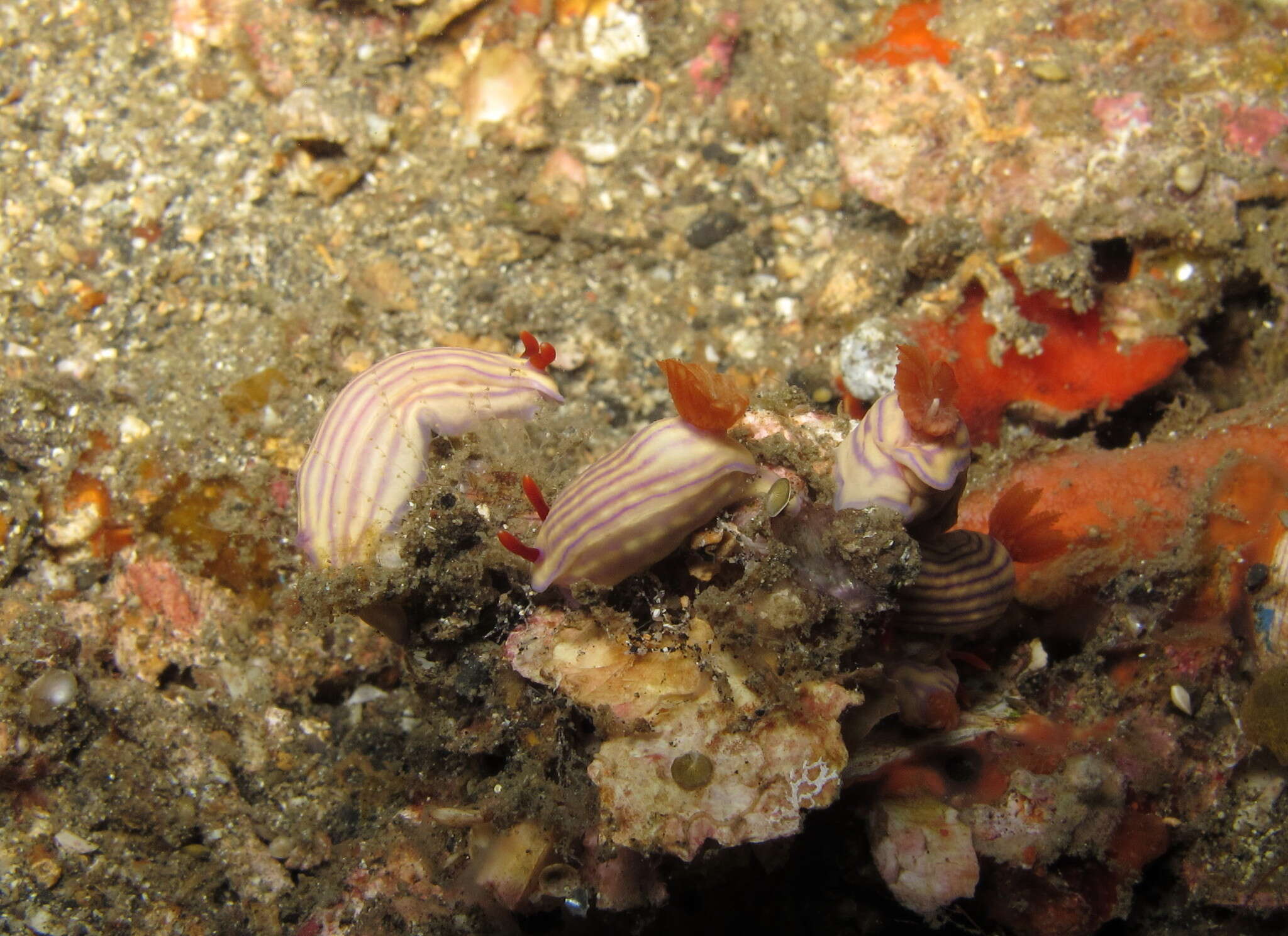 Image of Orange gilled purple lined white slug