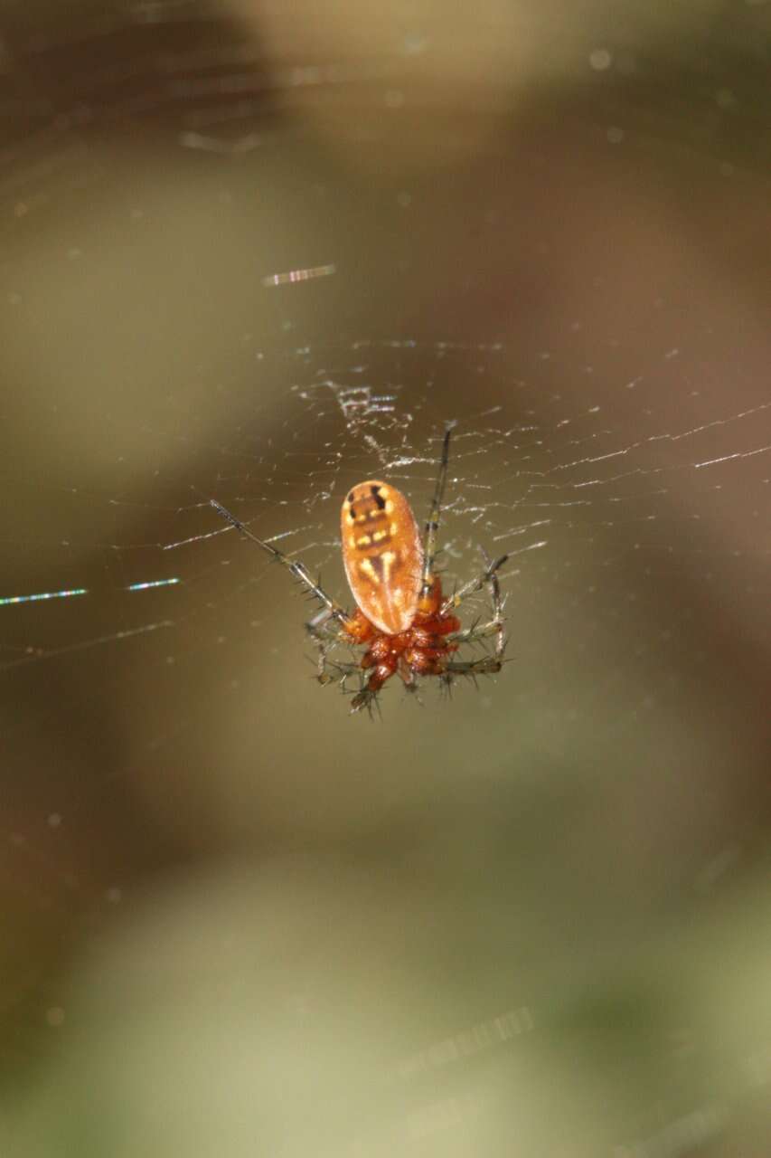 Image of Mangora passiva (O. Pickard-Cambridge 1889)