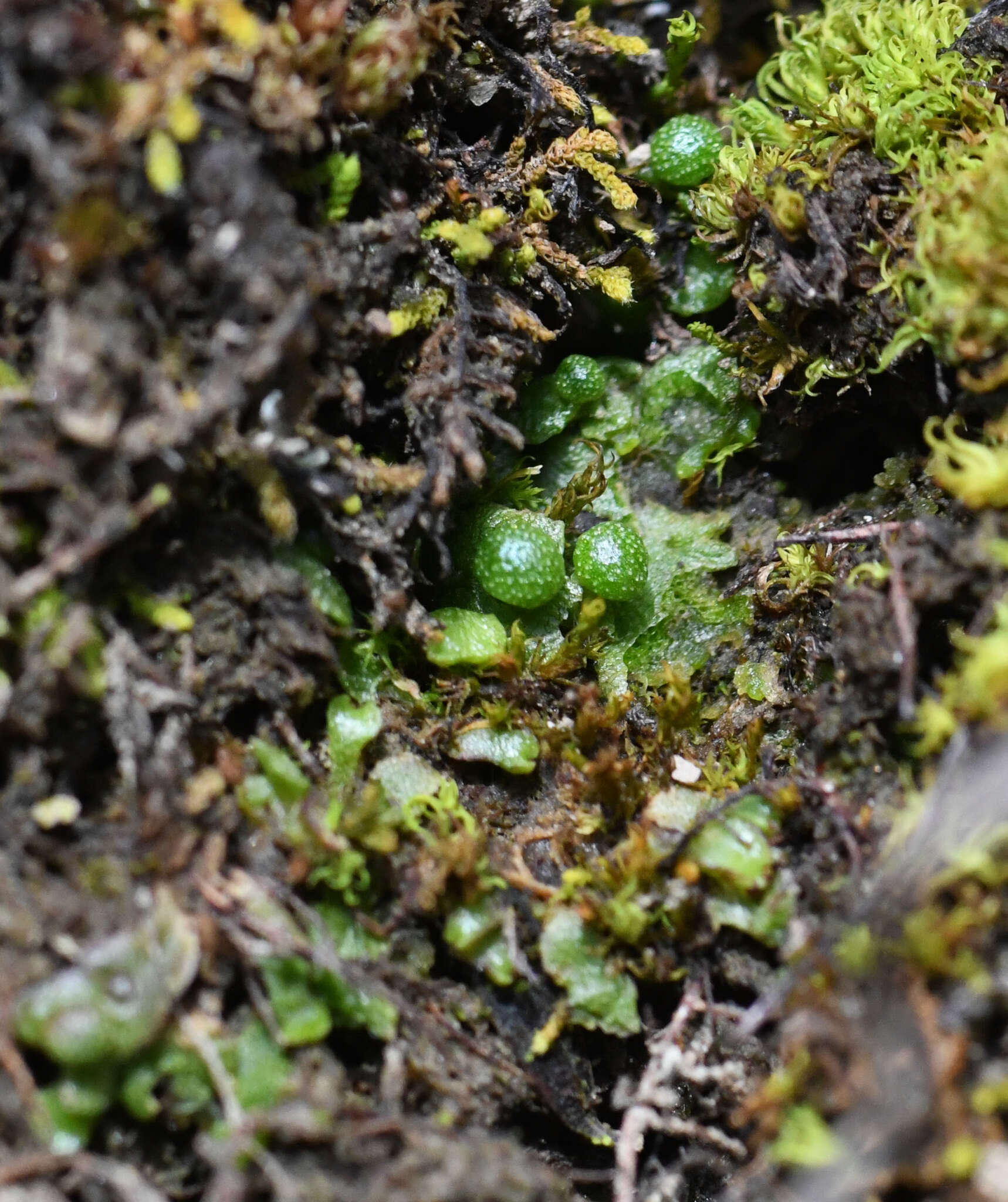 Image of Mannia gracilis (F. Weber) D. B. Schill & D. G. Long