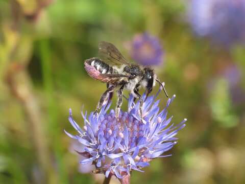 Megachile octosignata Nylander 1852 resmi