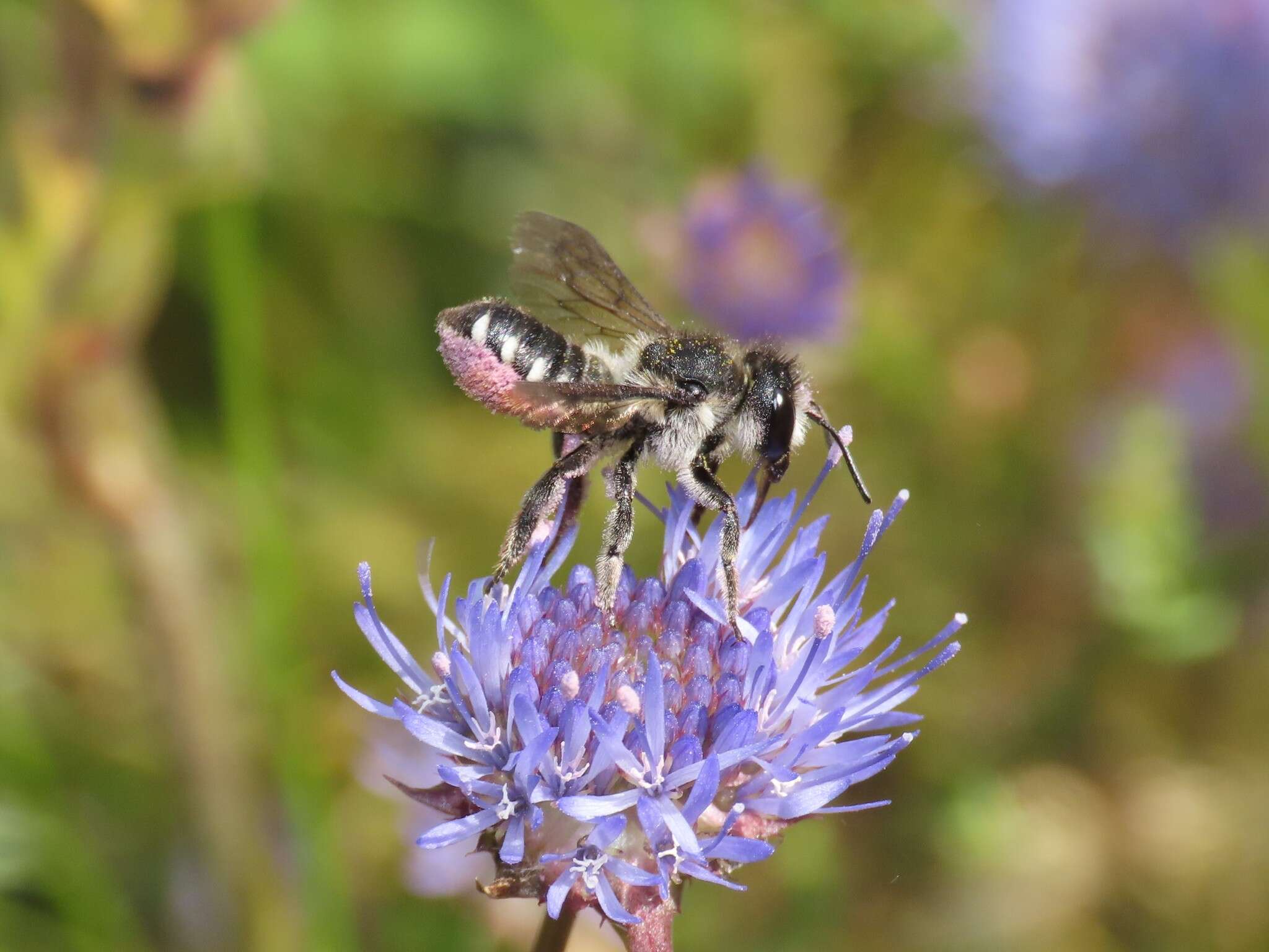 Image of Megachile octosignata Nylander 1852