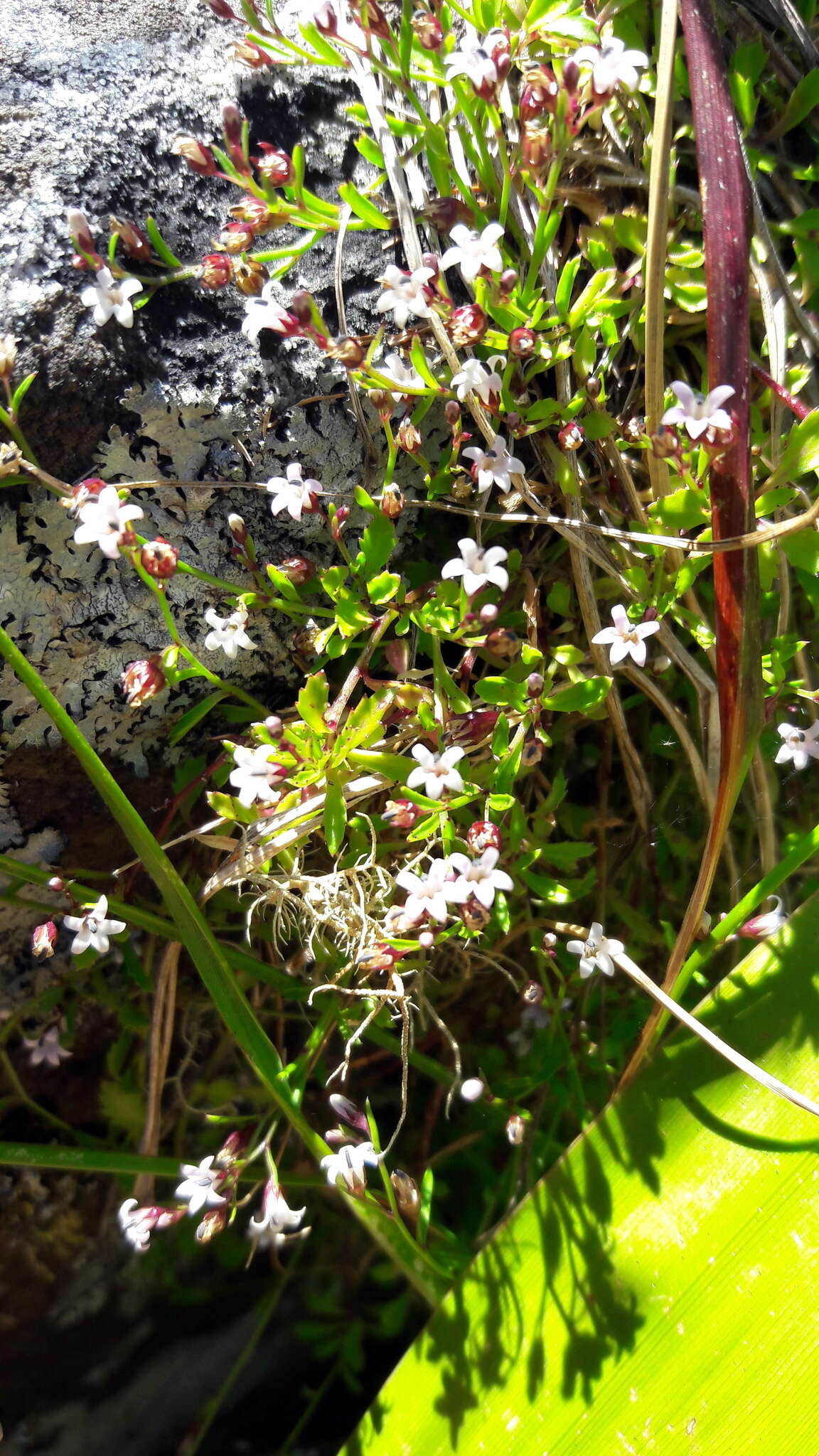 صورة Lobelia filicaulis (C. Presl) Schönland