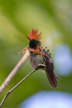 Lophornis ornatus (Boddaert 1783) resmi