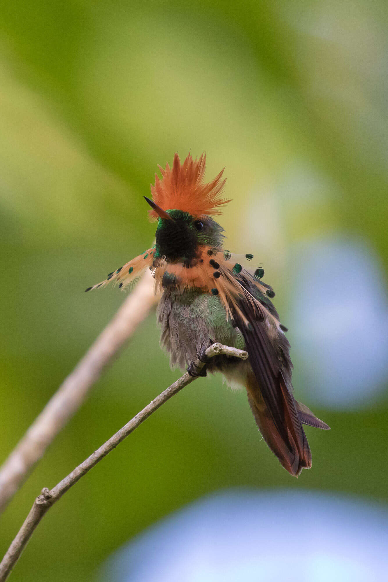 Image of Tufted Coquette