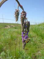 Plancia ëd Cymbaria borysthenica Pallas ex Schltdl.