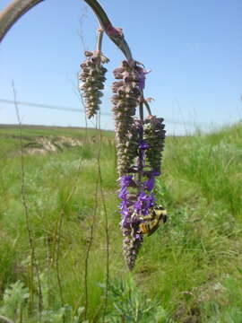 Image of Cymbaria borysthenica Pallas ex Schltdl.