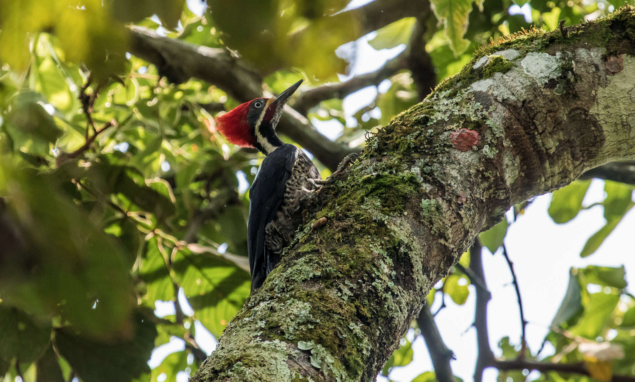 Image of Dryocopus lineatus lineatus (Linnaeus 1766)