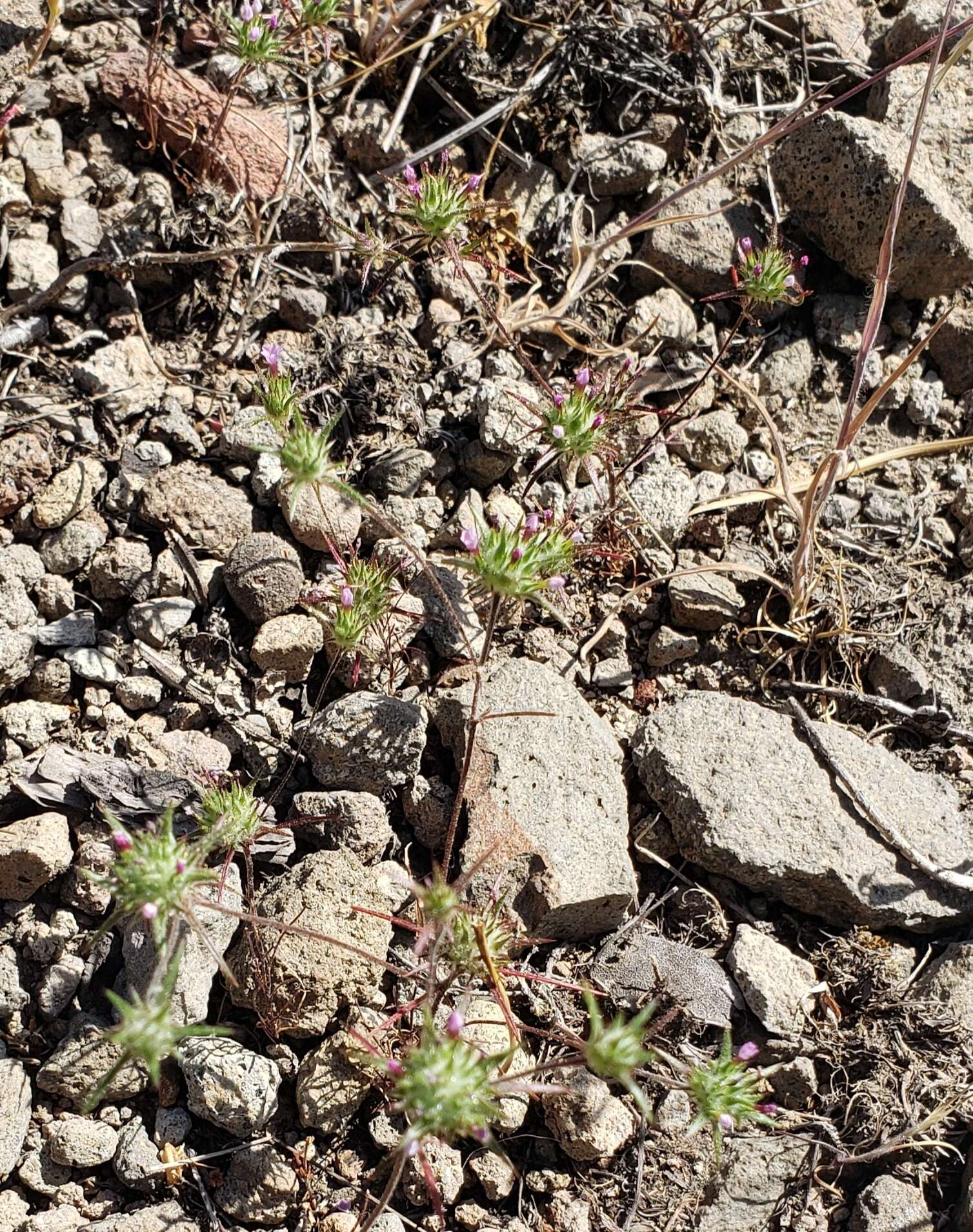 Image of Navarretia miwukensis D. Gowen & L. A. Johnson