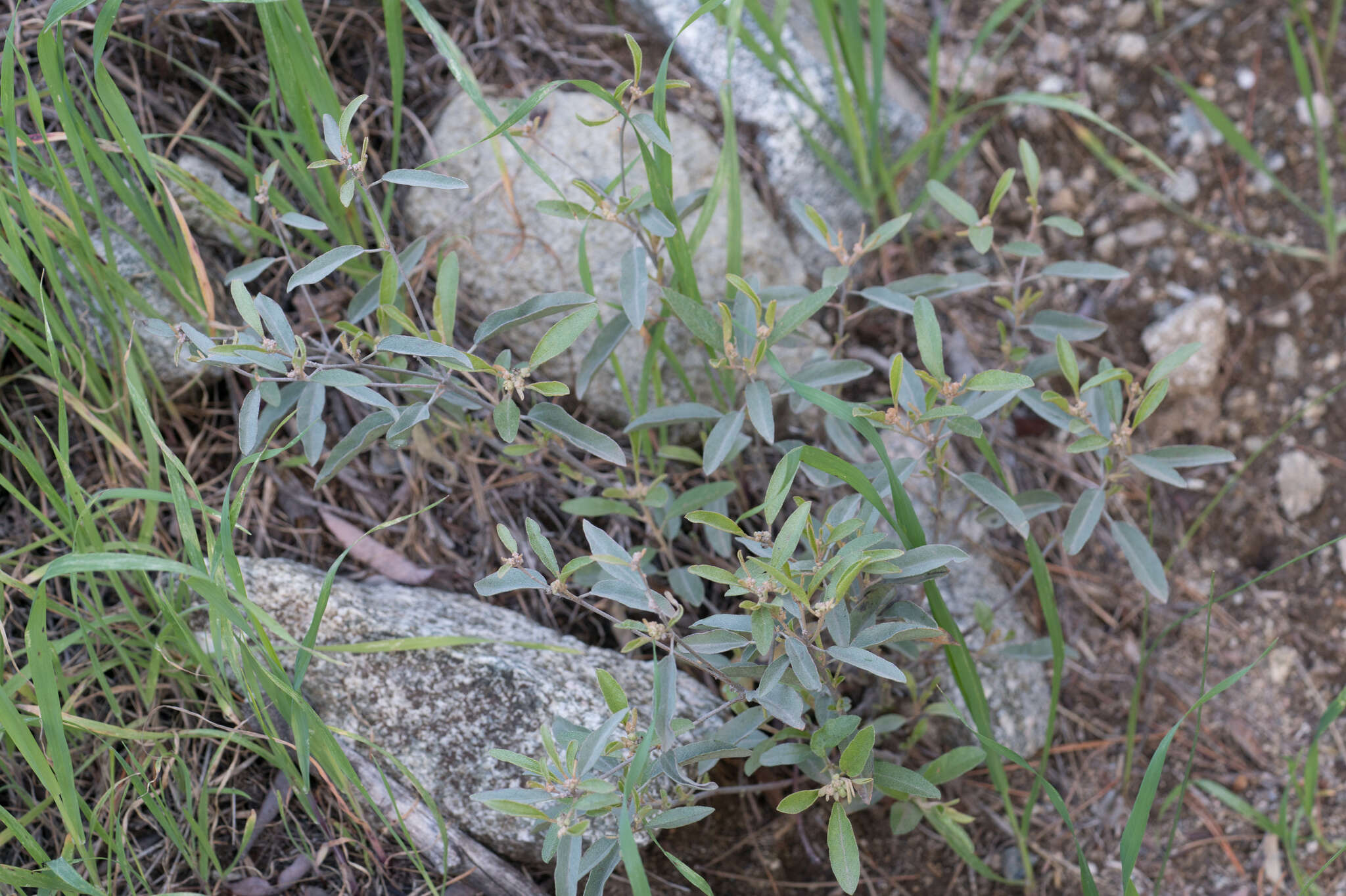 Слика од Croton californicus Müll. Arg.