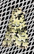 Image of Thalatha melanophrica Bethune-Baker 1906