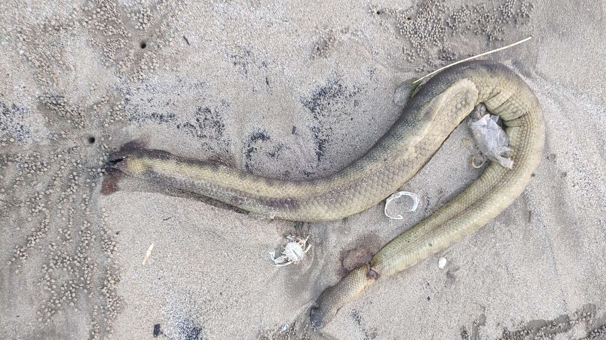 Image of Shaw's Sea Snake