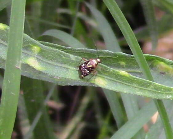 Horciasoides nobilellus (Berg 1883)的圖片