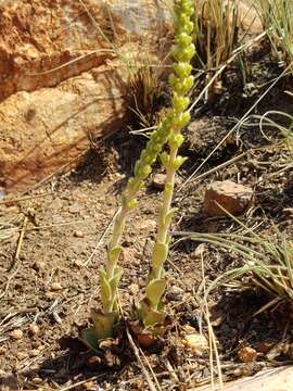 Image of Crassula capitella subsp. nodulosa (Schönl.) Tölken