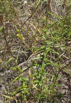 Image of <i>Senecio <i>juniperinus</i></i> var. juniperinus