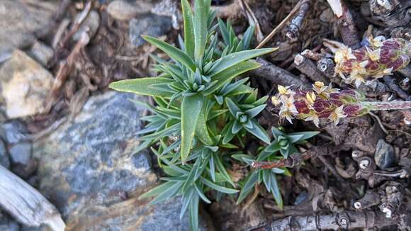 Слика од Dianthus pungens subsp. brachyanthus (Boiss.) Bernal, Fernández Casas, G. López, M. Laínz & Muñoz Garmendia