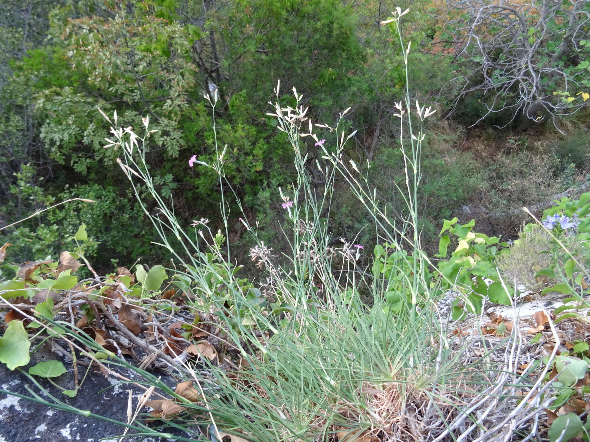 Image of Dianthus sylvestris subsp. longicaulis (Ten.) Greuter & Burdet